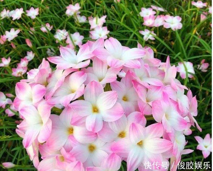 雨兰花|养花就养个花期长的,浇点水晒晒太阳就疯长,对待新手超友好