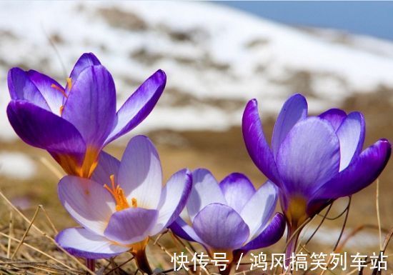 这5款花卉,被称为“开花机器”,家里养一盆,花开繁盛惹人爱
