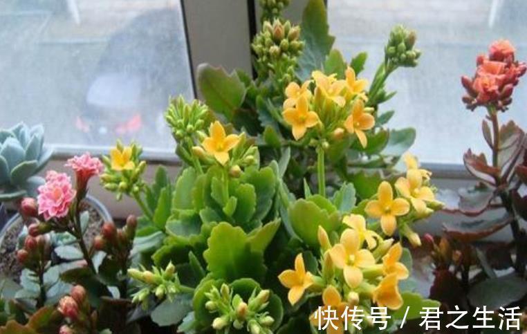 修剪|长寿花想继续开花,3件事情不能做,否则只长叶,很难再次开花!