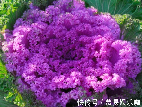 中国人过年讲究“喜”,家养4种富贵吉祥花,新年红红火火好运来