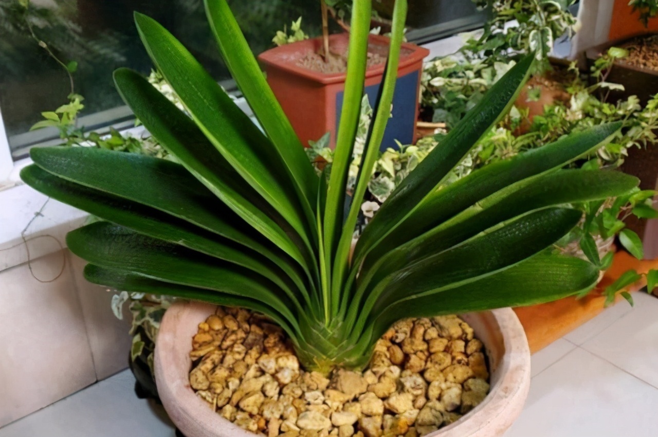 立秋后，3种花要及时“翻盆”，不然影响“生长”和开花