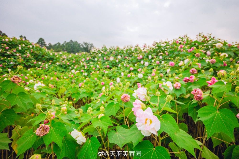 天府芙蓉园|C位出道！成都50000株芙蓉花开了