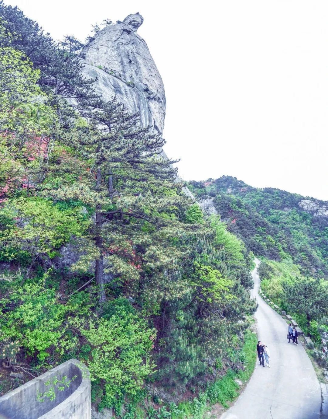 人间四月天，麻城看杜鹃！龟峰山十万亩古杜鹃盛开迎五一