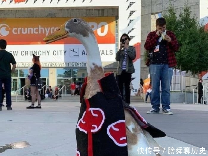 漫迷玩cos已经很厉害,看到猫和鸭,漫迷:世界无奇不有!