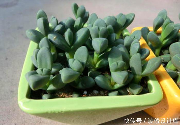 别急|多肉开花别急着剪,先养一养,不比多肉差