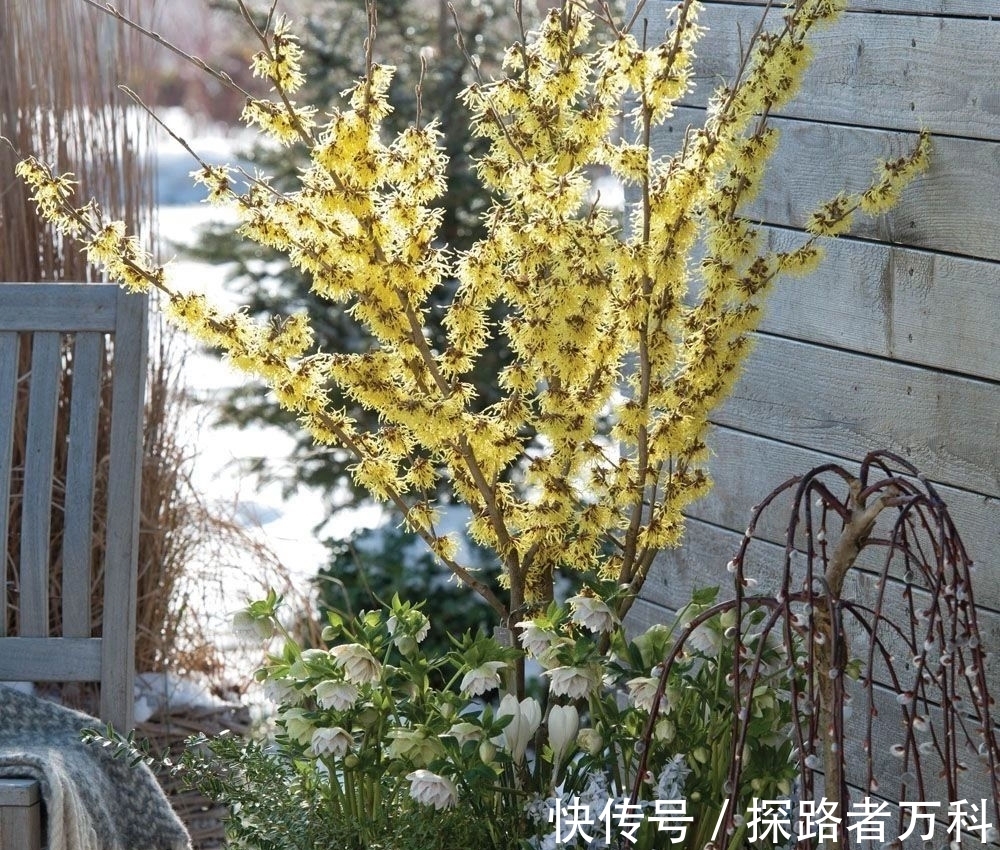 在寒冷的冬春时节灿烂开花的8种观赏花卉,可露养户外,打理简单
