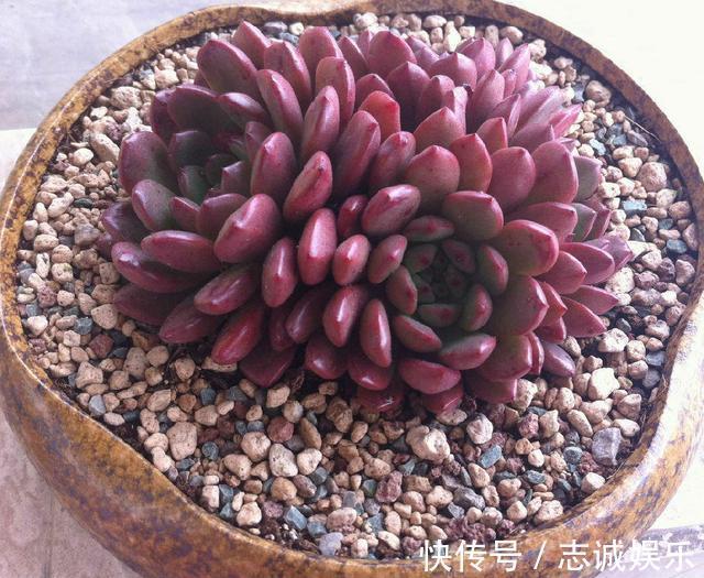 养盆“火红”多肉真醒目,红宝石多肉名字尊贵,养护起来真简单