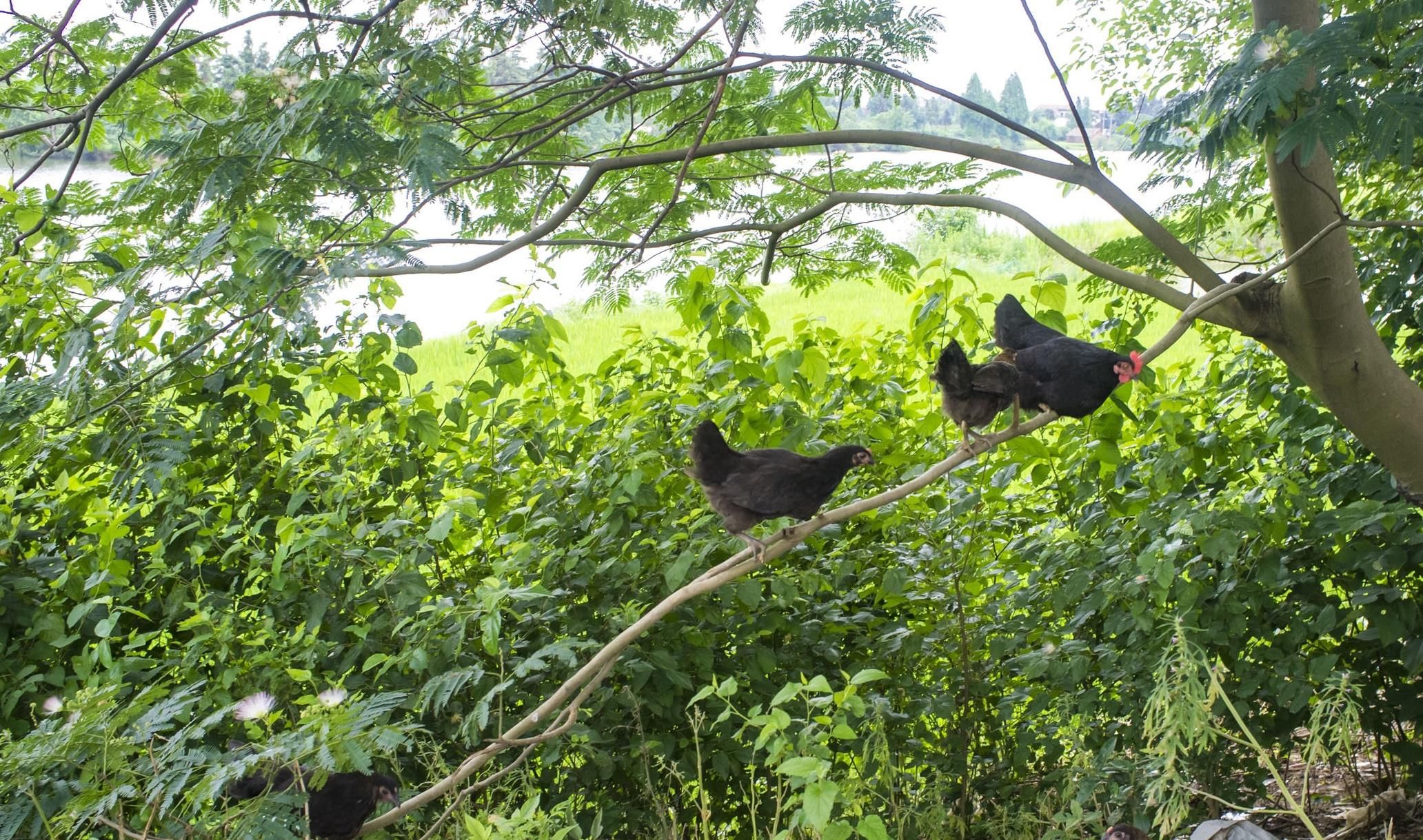 猪毛菜|遇见这个没人要的野菜，一定要多摘一些，简单一炒，别提多香了