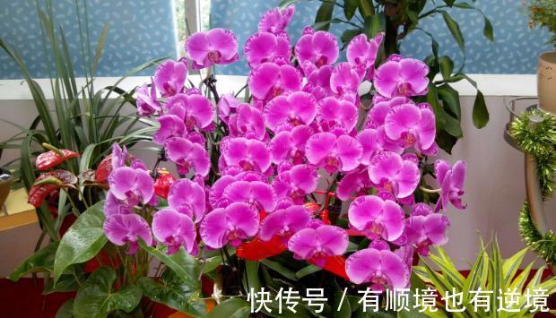 秋养君子兰、蟹爪兰、大花蕙兰，天凉后做好这些，嗖嗖地开花