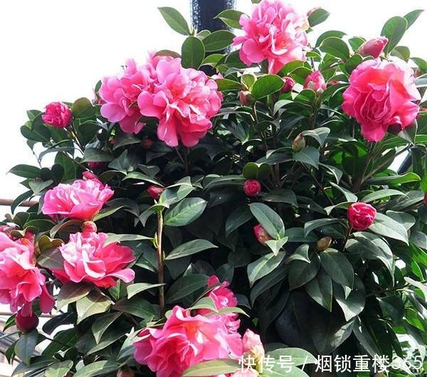 1种花,比玫瑰漂亮,比君子兰秀气,春天正适合养