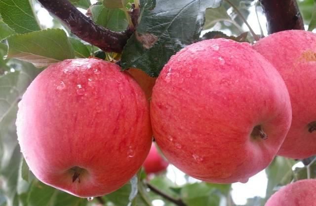 维生素c|天然的“降脂”食物,每天吃一点,清血管,越吃血脂越稳