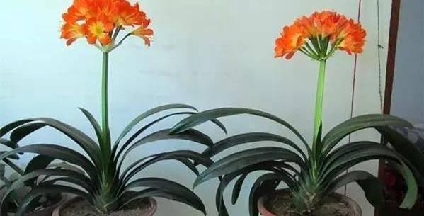 君子兰萎靡不振该怎么办？用完这3样肥料，植株马上变精神