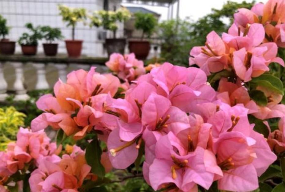 家里养上4种花，全年开花不断，养在阳台，轻松开成花海！