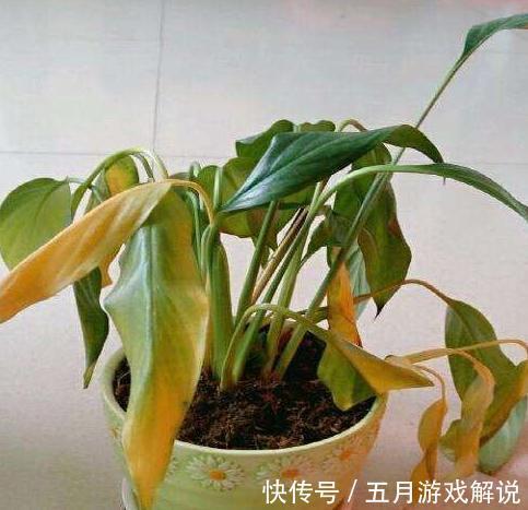 养一帆风顺，记住这些，不黄叶开花多