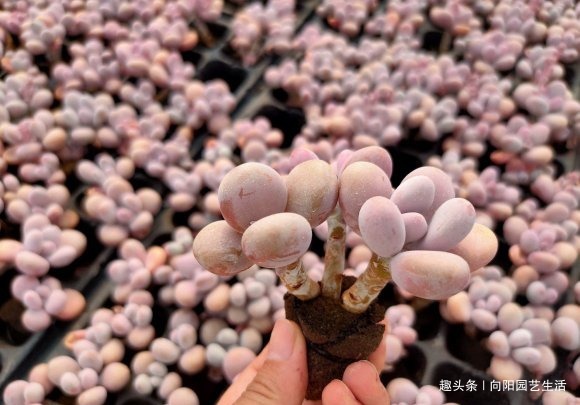 叶插多肉有“诀窍”，基质是关键，每天喷凉水，7天长出大白根