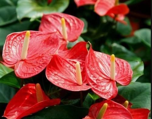 红掌|5种花美的出奇,有阳光就爆盆,给点水就疯长,太好养