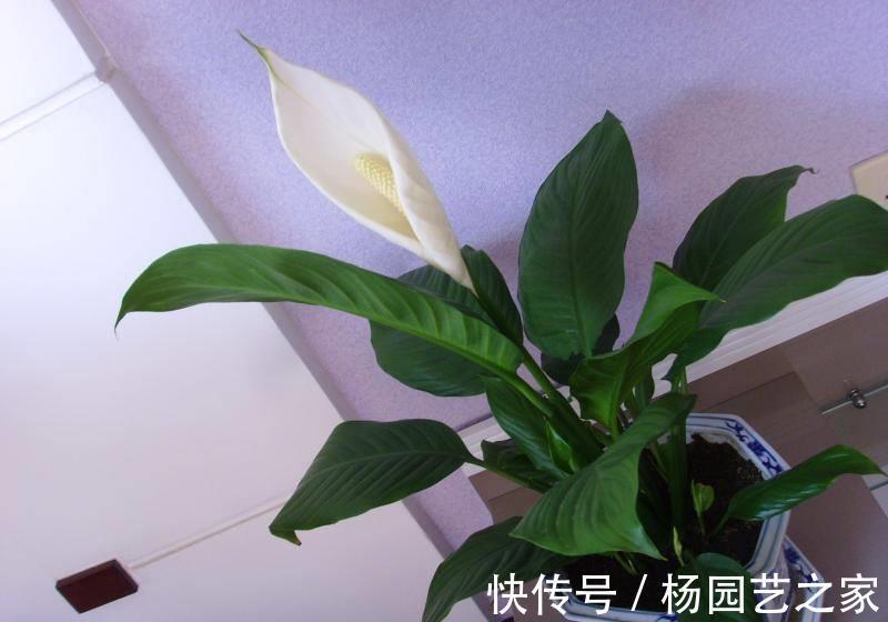 甜梦|养花,植株低矮,分枝多,花开满枝头,漂亮又好养