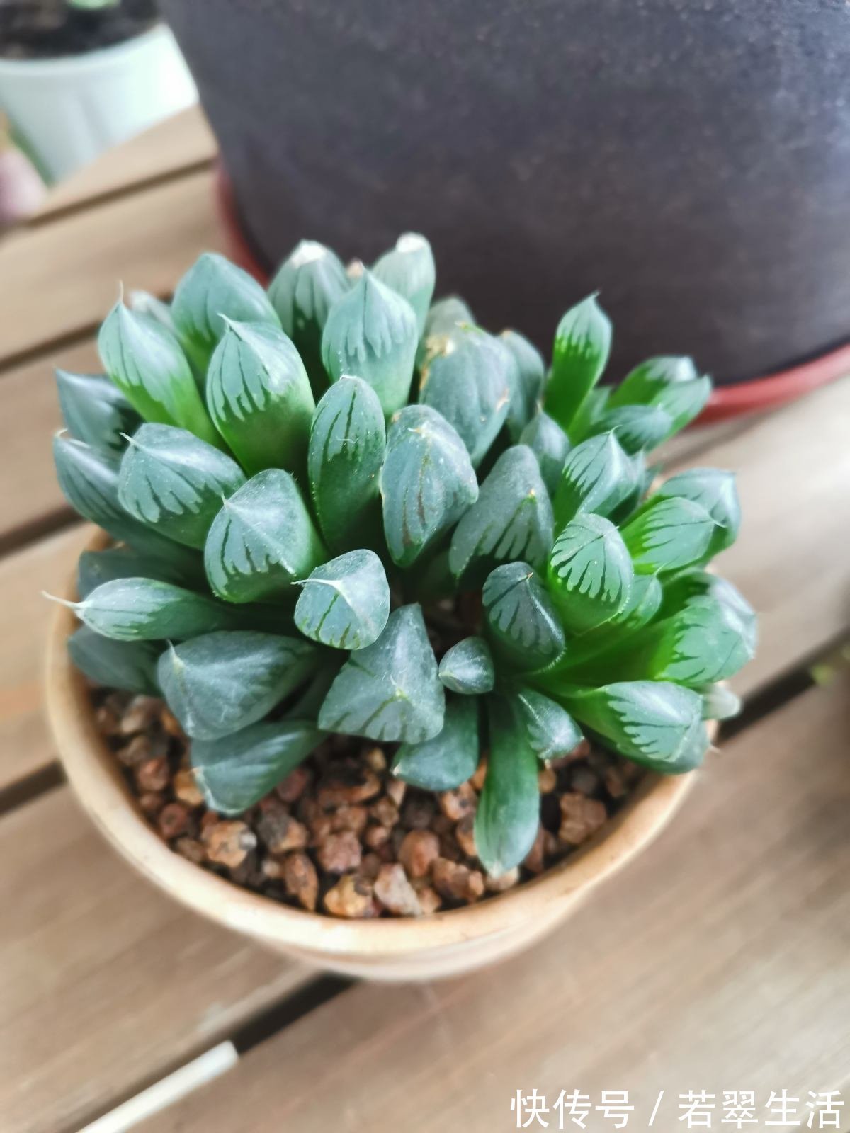 绿萝|养花就得学会“捂”,用塑料袋捂一捂,冒出满盆花苞