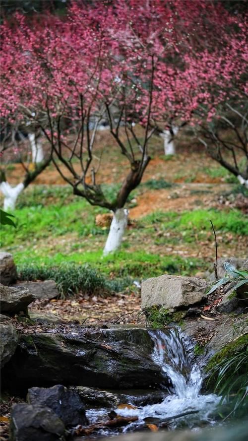 世外桃源|湖南省植物园樱花、梅花竞相绽放 新春赏花正当时