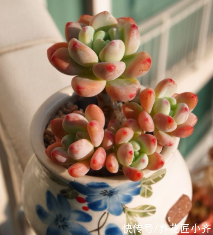 栽种|养多肉常犯5个“误区”,不是多肉不好养,而是你不了解它