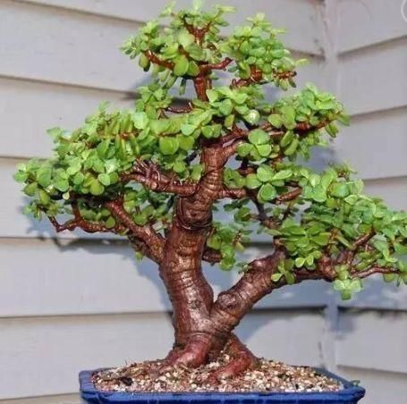 盆栽|养3种树,越老越值钱,5年变老桩,盆盆都值2000元以上