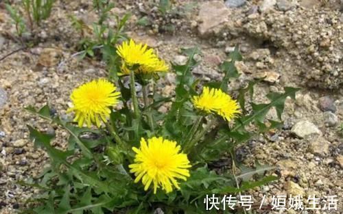 泡水|蒲公英的叶子、根茎、花泡水喝,作用是否相同?日常牢记两不喝!