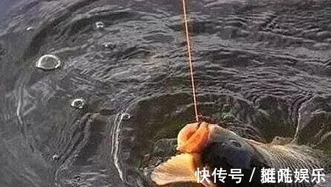 垂钓|夜钓鲤鱼,真的不用吹,这套钓法最管用,大鲤鱼接连入护