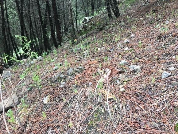 山上一种土,是养花“黄金土”,啥花吃了都疯长!