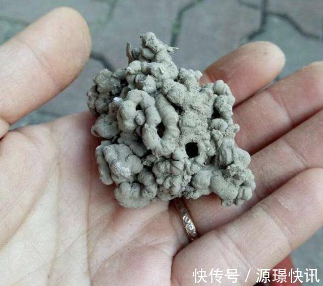 家里“肥料”不够用，出门捡“2种料”，处理后撒盆里，养分足！