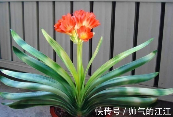 土壤层|秋天养君子兰,5件事越早做越好,叶片整齐油绿光亮,冬天开爆盆