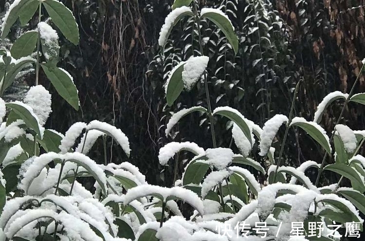 寒潮@初冬小雪连,情怀吟诗篇(诗词九首)