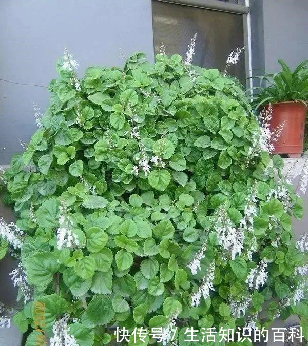 想省心就养这些花,没有病虫害,就爱开花!想省心就养这些花,没有病虫害,就爱开花!