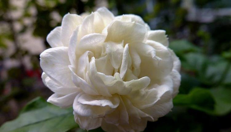 盆花|再忙也要养的一盆花，花期近200天，浓郁的花香堪比香水