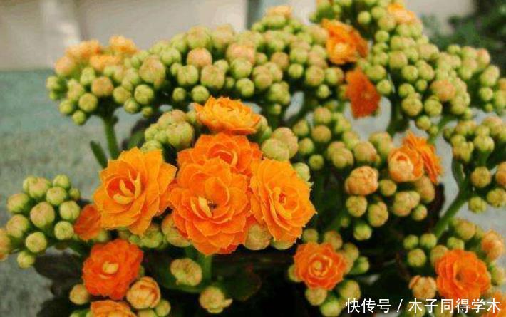 长寿花套“黑袋”促花?想法挺好但是要会操作,否则很难开花!