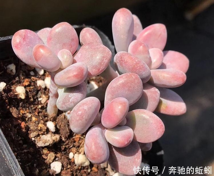 快递|裸根多肉“快递”回家后,上盆、缓苗,每一步都得万分小心