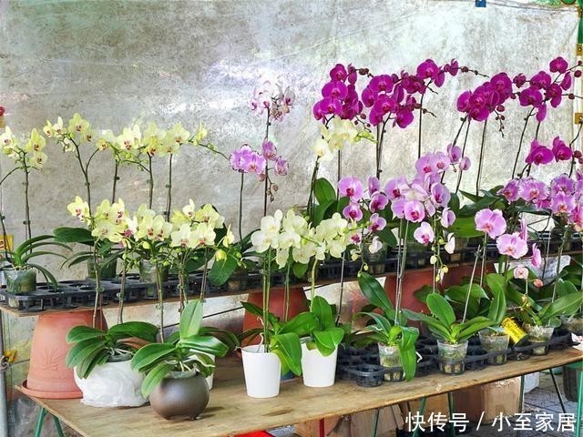 开花|盆栽花卉长得慢不开花,师傅教我两个方法,既科学又实用