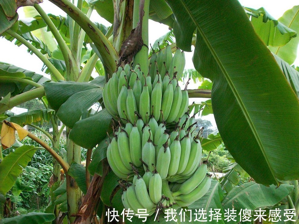 区别#香蕉和芭蕉是好兄弟,这对双胞胎到底有什么区别呢早知道早受益