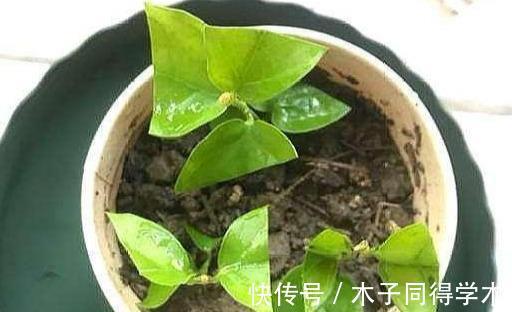 生根|立秋后,建议扦插6种花,温度适宜“利于”生根,成活率高