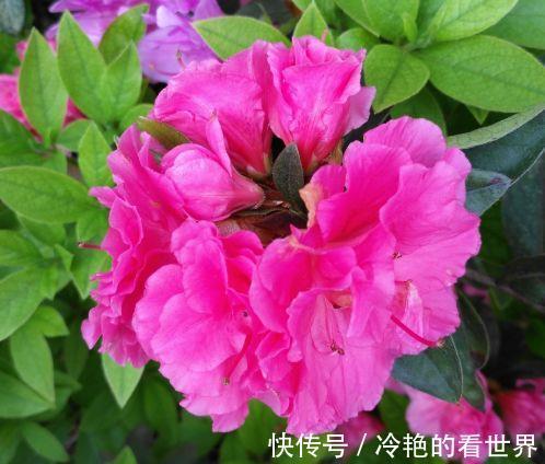 大花蕙兰|8月11日-8月26日，庭院选这几款花，漂亮大气，四季开花