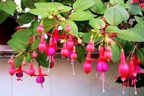 养花不开花,10天喷一次“它”,花苞翻倍,花满枝头