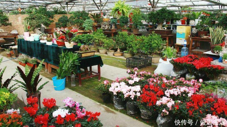 现在逛花市要“捡便宜”,3种花拿回家,稍加伺候就能再次开花