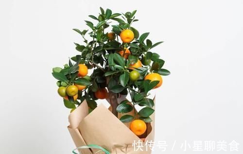 盆栽|盆景的翻盆换土操作,记住4个要领,根系强健,生长旺盛