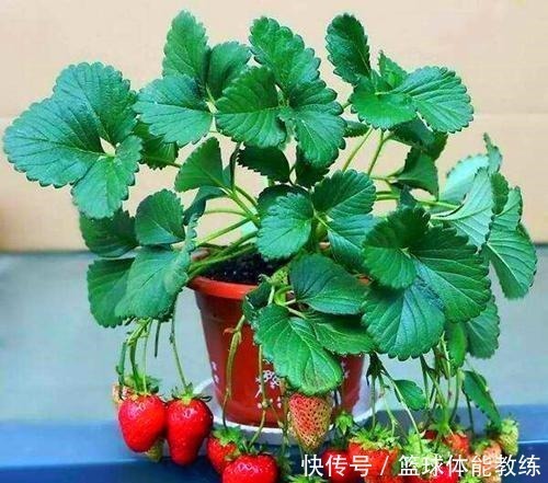 发芽|这2种水果别扔籽,处理好埋盆里,扎根发芽养成绿叶盆栽