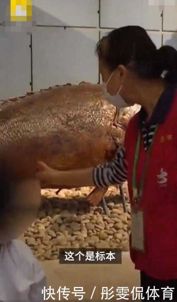 玻璃|向标本扔石头、掰坏2万元玻璃球,开展9天的博物馆遭熊孩子袭击