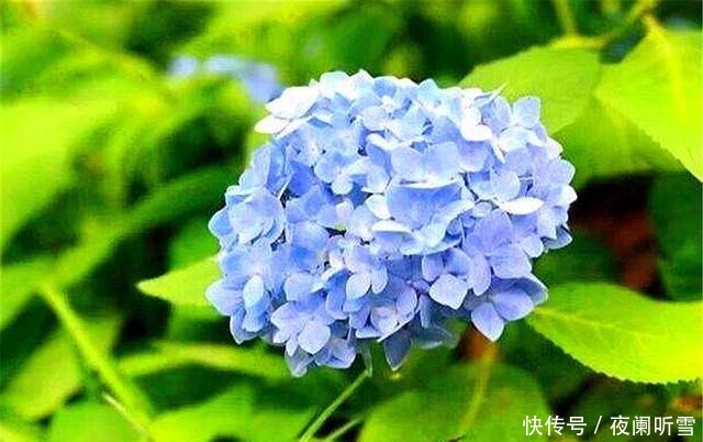 大花球|家庭养护无尽夏,只要“5步”,3个月长爆盆,开出蓝色大花球