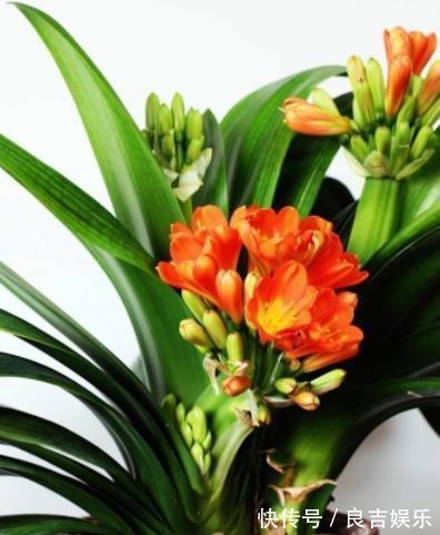 想要君子兰快速开花?教你3招,学会了叶片油亮,绽放层叠群花