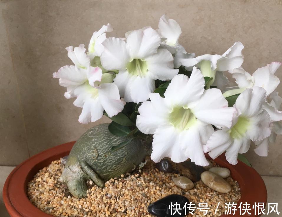 带大肚子的沙漠玫瑰,养护多注意这5点,霸气镇宅,开花比月季美