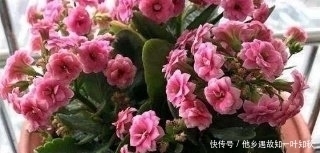 花苞|教你自制养花肥水,每月给花浇两次,啥花都抢着冒花苞