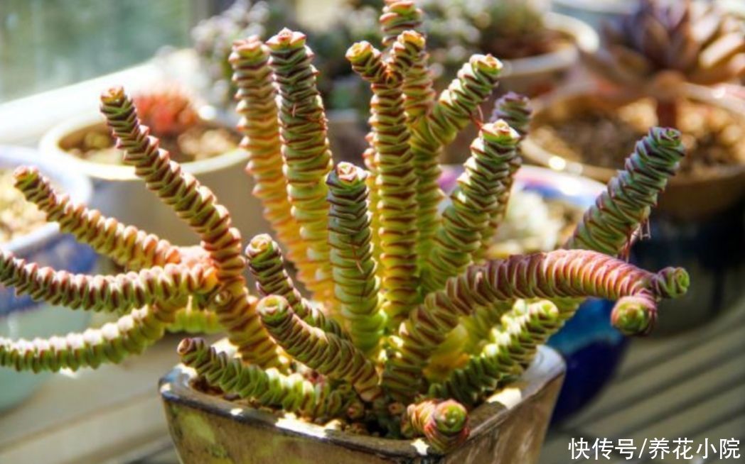 天气暖和了，把多肉搬出来晒晒太阳，叶色绚丽多姿，观赏性强