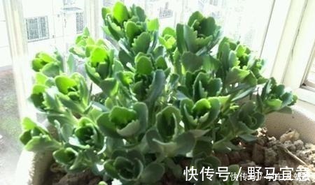 枝条|有院子一定要养“2种”花,剪1根枝条“沾土就活”,变成小花园!